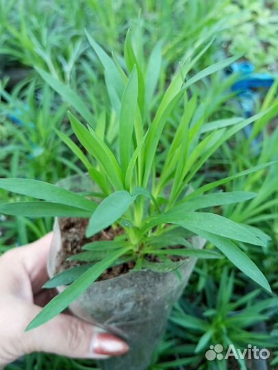 Гвоздика ампельная