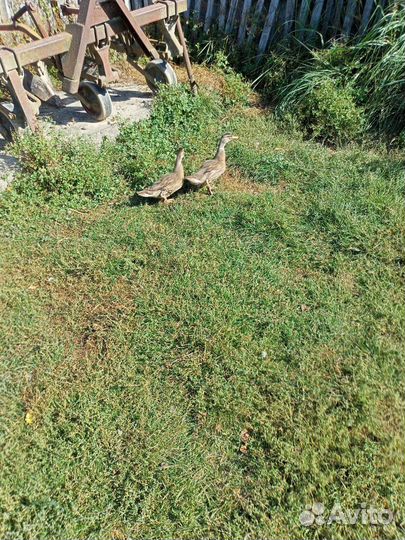 Утки подсадные