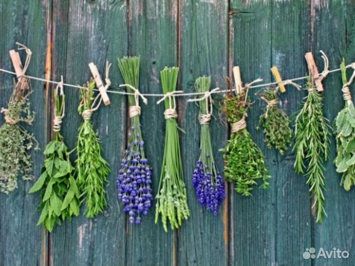 Экскурсия — Красноярск — Травы в жизни сибиряка