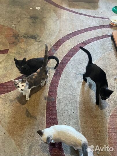 Котята: двое смольных и трехцветочка