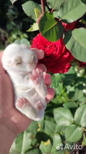 Декоративные карликовые кролики