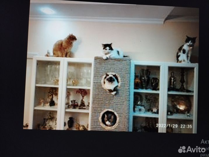 Когтеточка домик огромный для кошек