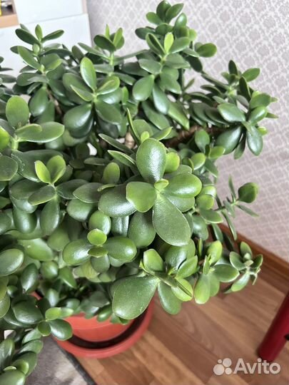 Денежное дерево толстянка