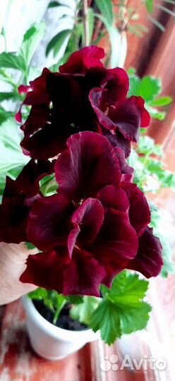 Пеларгония герань