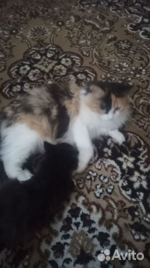 Котёнок подарю