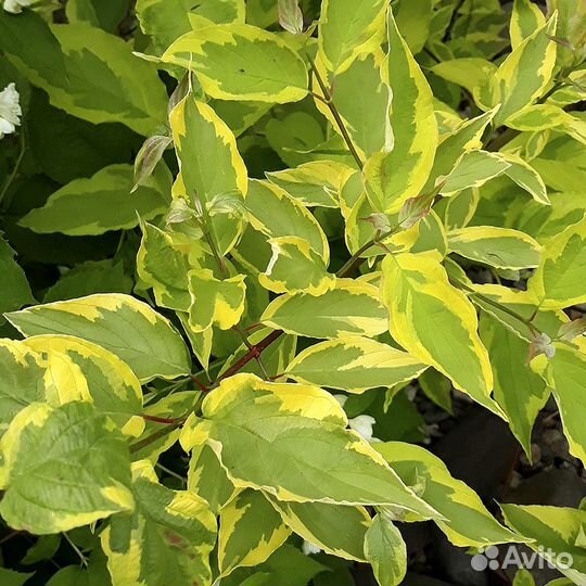 Декоративные кустарники