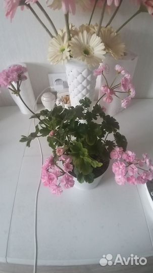 Пеларгонии сортовые