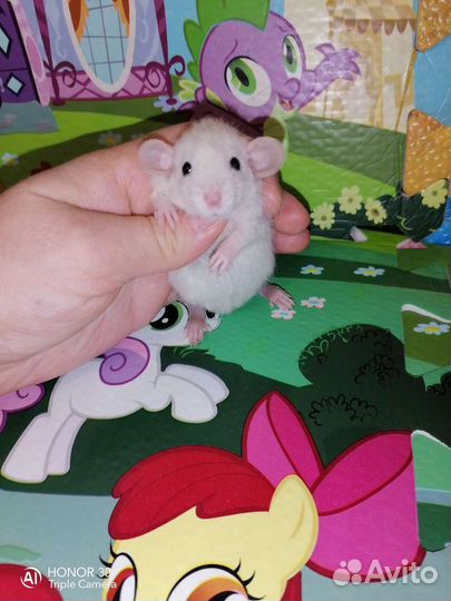 Крысята Дамбо Крыски Крыса Клетка