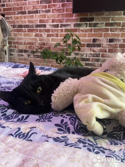 Котик ищет дом