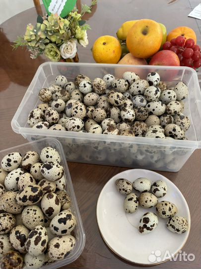 Яйца перепелиные домашние