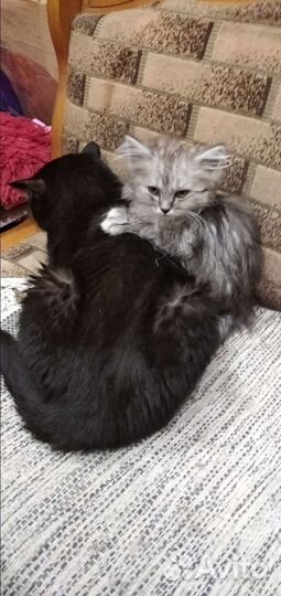 Котики бесплатно в добрые руки