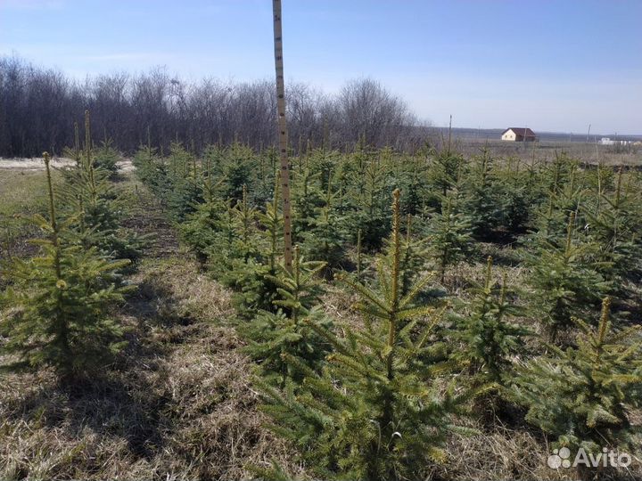 Голубая ель