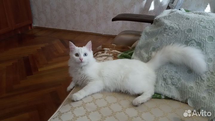 Котята турецкий ван