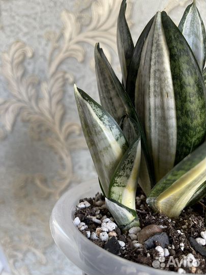 Сансевиерия разные детки