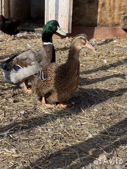 Руанская утка