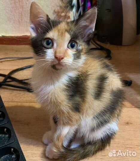 Трехцветный котенок