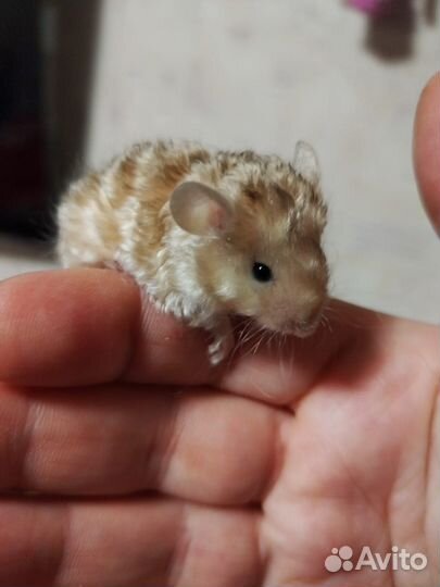 Декаротивные кудрявые мыши