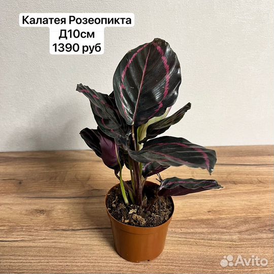 Калатея комнатное растение