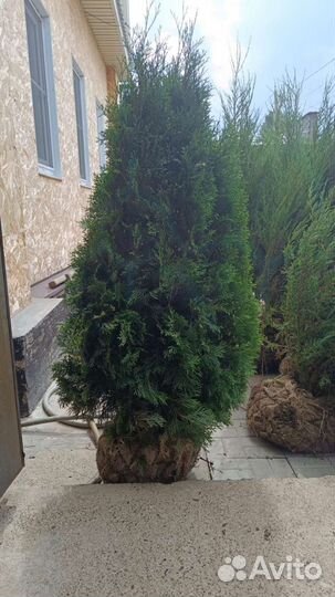 Туя, Ель, Кедр, Сосна, свой питомник