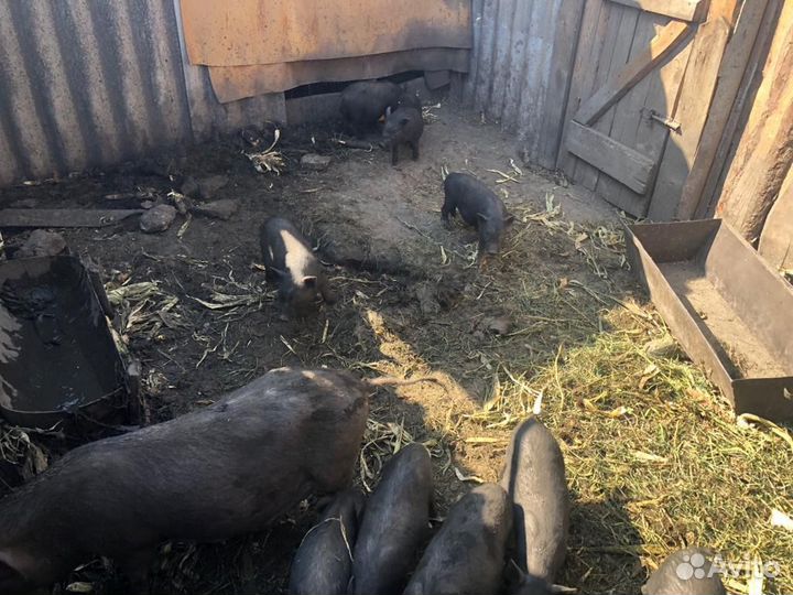 Вьетнамские поросята