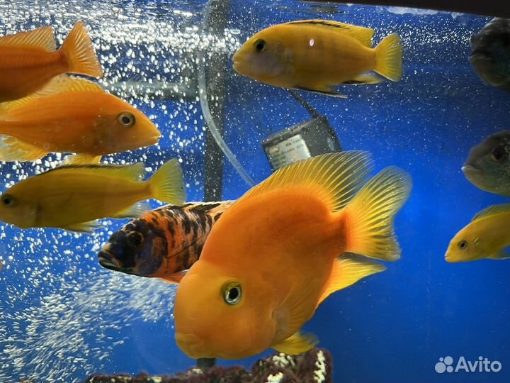 Лабидохромис Еллоу рыбки цихлиды