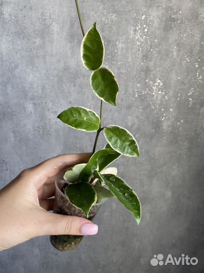 Хойя Кримсон Квин и паразитика альбомаргината