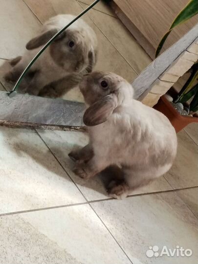 Карликовый вислоухий кролик