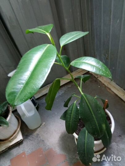 Фикус высота 70 см в пластмассовом горшке