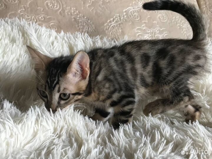 Бенгальский котенок девочка