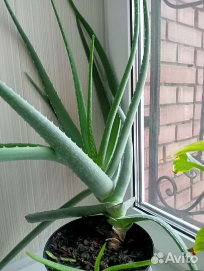 Комнатные растения