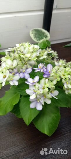 Сортовые фиалки