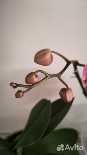 Две орхидеи фаленопсис