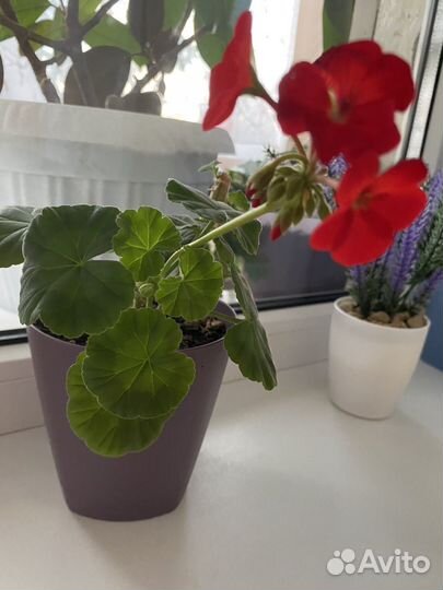 Герань пеларгония