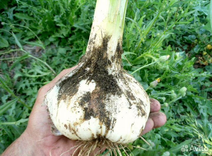 Рокамболь (слоновий чеснок)