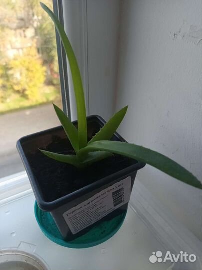 Хлорофитум