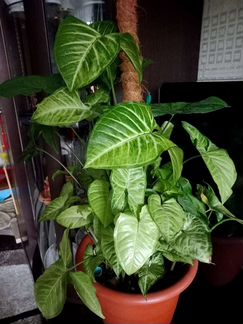 Сингониум Батерфляй Вайт