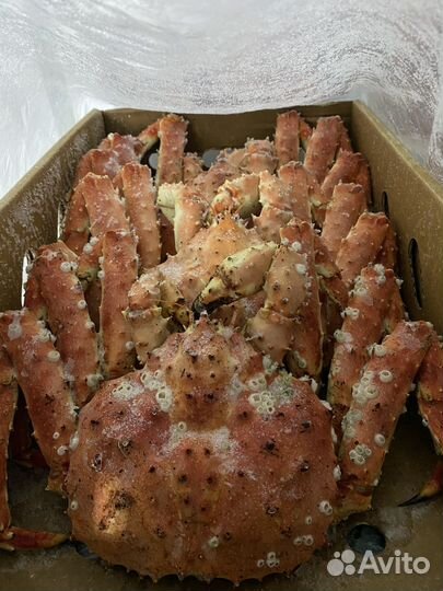 Краб Камчатский, варёно-мороженый (целый)