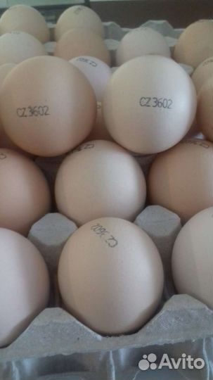 Инкубационное яйцо