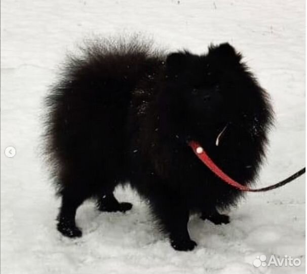 Девочки шпица 1- 2 года, РКФ