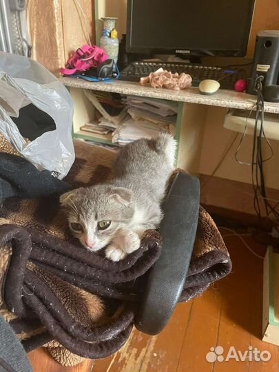 Вислоухая кошка