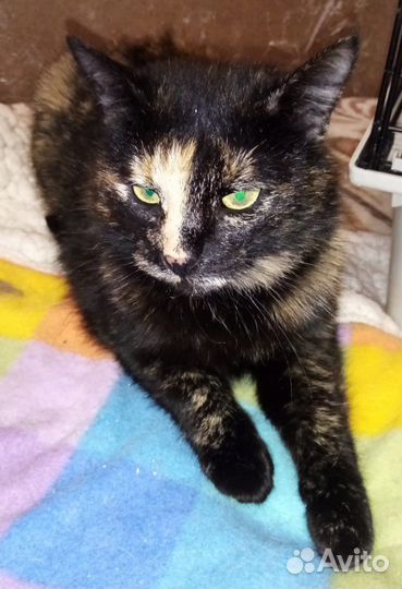 Черепаховая кошка Черри