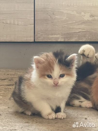 Котята