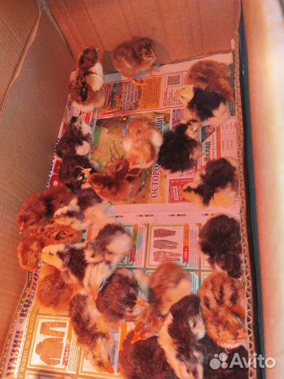 Цыплята Ливенские Барневельдер Бройлеры