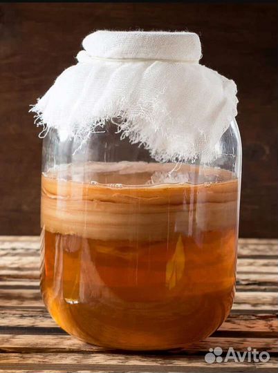 Чайный гриб комбуча и молочный (кефирный) гриб