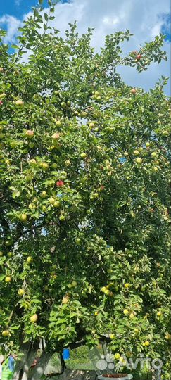 Сушеные яблоки