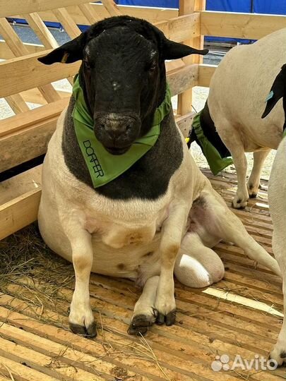 Баран производитель - Дорпер