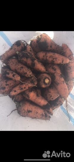 Морковь 1 и 2 сорт (перемешка )