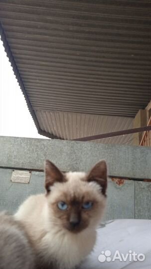 Котенок в дар