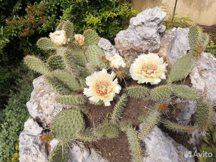 Опунция 4 сорта почта/сдек