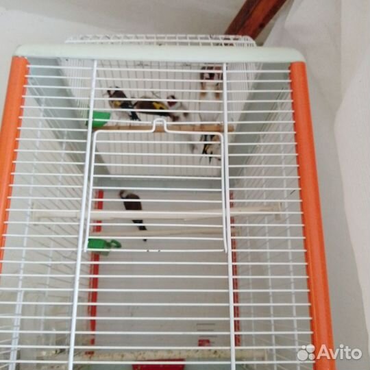 Птица щегол